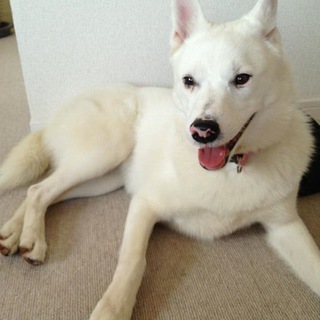 雪のように真っ白な甘えん坊のヒメちゃんです。