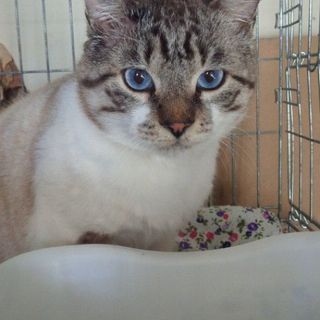 甘ったれのイケニャン