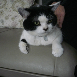 里親決定しました。