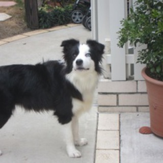 家族決定しました！ありがとうございました。