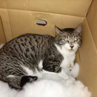 急募！北海道の里親様！