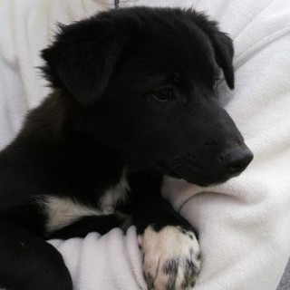 母犬捕獲で処分寸前だった子犬です！！