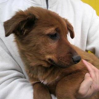 母犬捕獲で殺処分寸前だったのを助けた子犬です！