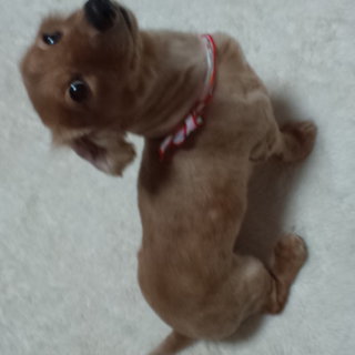 可愛がってください！