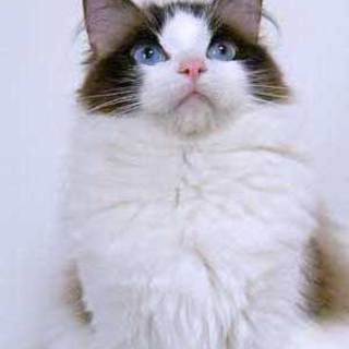 ラグドール成猫　里親を探しています！！