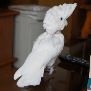 沢山の問い合わせ有難うございます。一度、募集を終了させて頂きます。