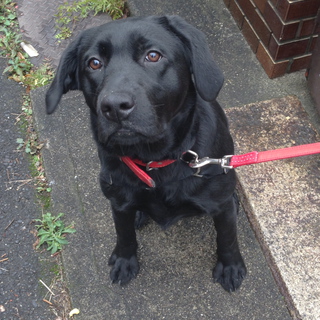 里親希望の方が多すぎるため一旦、終了します。