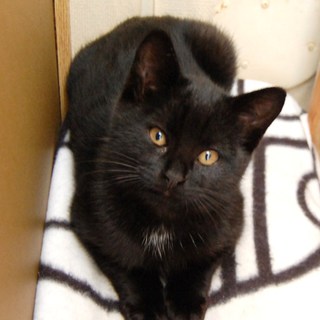 ソラくん（仮名）の里親様募集！