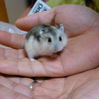 一旦、募集を終了させて頂きます