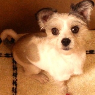 6歳の元気なミックスです。