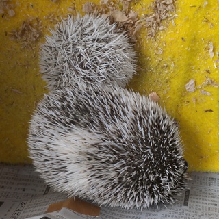 ハリネズミの里親募集