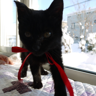 里親さん決まりました。ありがとうございました。