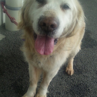 ゴールデンシニアの里親様至急募集！！