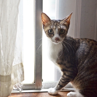 キジ白　みーちゃん　17匹多頭飼い崩壊