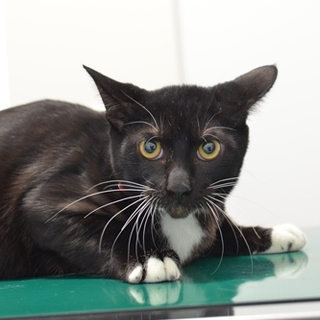 ジョイくん　17匹多頭飼い崩壊レスキュー