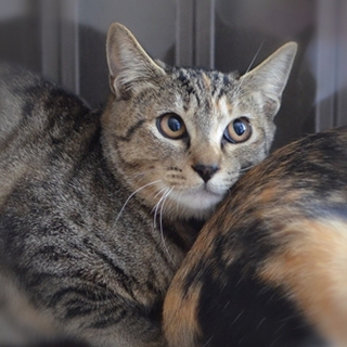 キジトラ　さくらちゃん　17匹多頭飼い