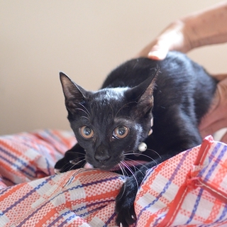 黒猫　カモミールくん　17匹多頭飼い崩壊レスキュー