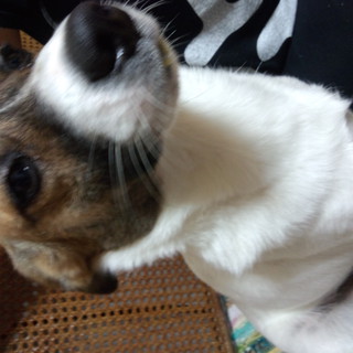 心優しい飼い主様を探しています！