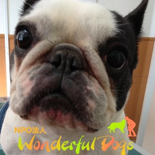 フレブル・４歳・♀「フーガ」