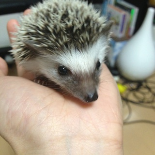 ハリネズミ里親募集