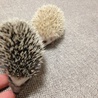 ハリネズミ里親募集 サムネイル3