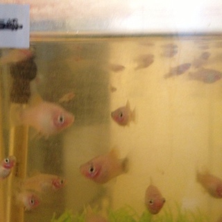 ミッキーマウスプラティ20匹募集