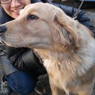 ゴールデン男の子「海」君、里親決定しました！！！