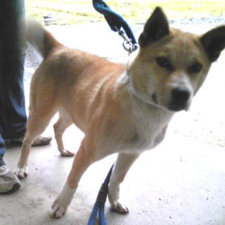 生後半年くらいの中型雑種オス