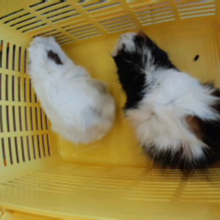 ありがとうございました