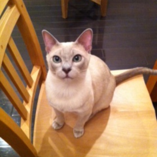 有難うございました