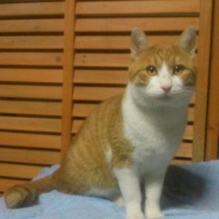 人間大好き成猫くん♪