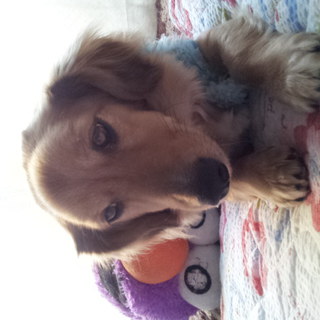 ダックス系2/23生まれ…里親さま宅から帰ってきました