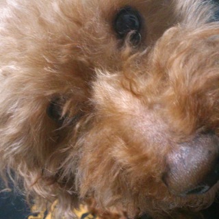 元気で甘えん坊の男の子です。