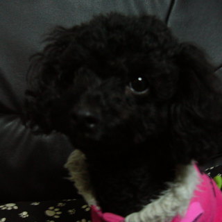 可愛い女の子のプードルです。