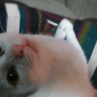 人懐こい白キジ猫・メス・生後半年くらいです