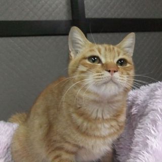 たれ目茶トラちゃん；女の子♪