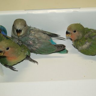 生後間もないコザクラインコ１羽の里親が決まりました。ありがとうございました。