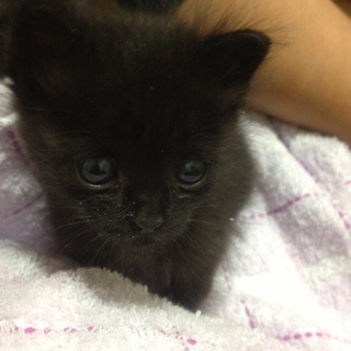 里親決まりました