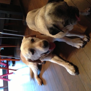 里親さま決まりました！