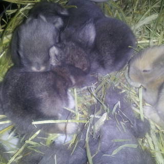 ライオンラビット