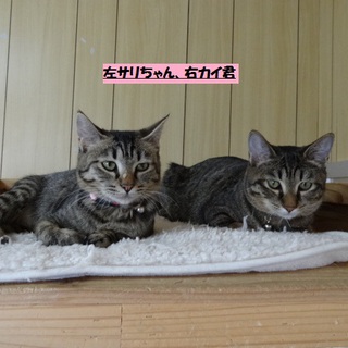 キジトラの女の子里親募集中！