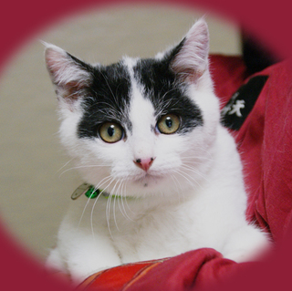 ファイト満々・元気っ子