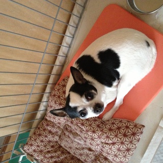 里親募集終了しました。