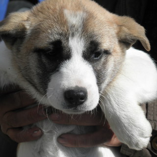 ありがとうございました