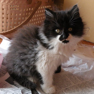 里親様と相談中です