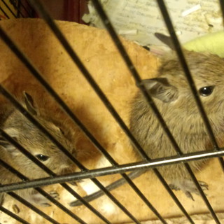 デグー里親募集