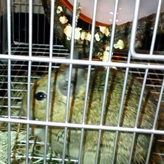 デグーの里親募集中