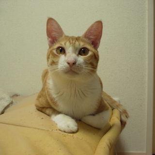 茶×白の男の子です。