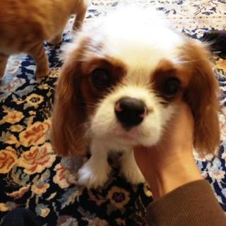 １歳の人懐っこい元気なキャバリアです。