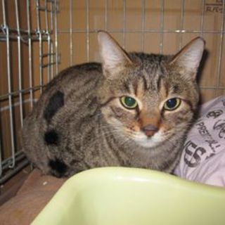 甘えんぼのキジトラY様ありがとうございました